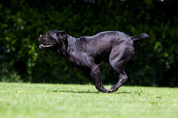 Publication : Des Protecteurs D'eloya