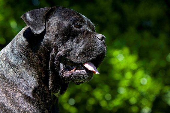 Publication : Des Protecteurs D'eloya