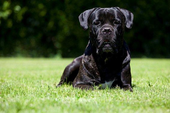 Publication : Des Protecteurs D'eloya