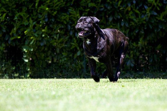 Publication : Des Protecteurs D'eloya