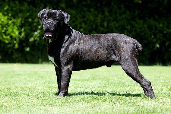 Publication : Des Protecteurs D'eloya