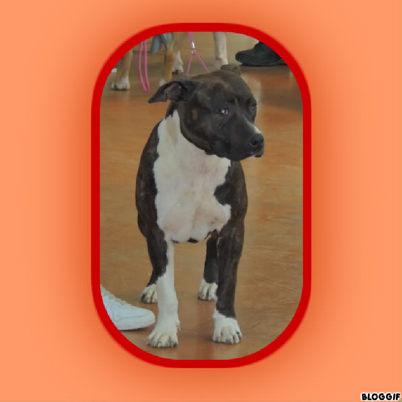 Gina du chant de hienda - 3 eme excellent (classe jeune)