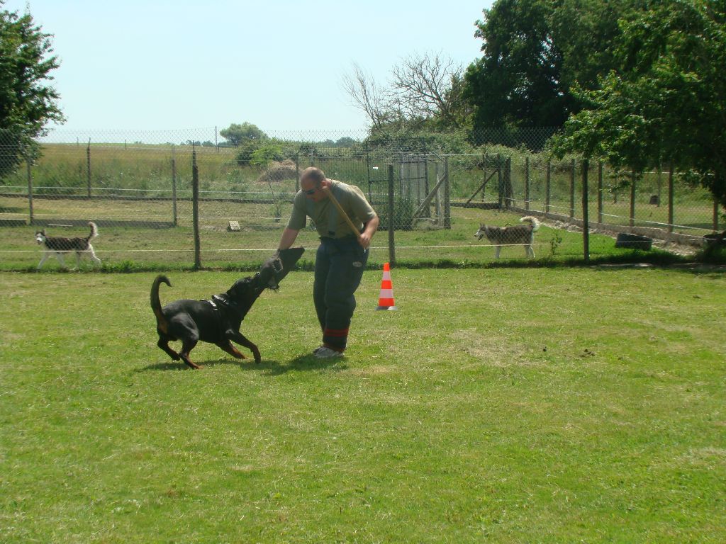 Publication : Des anges noirs et feux Auteur : DAUMENS