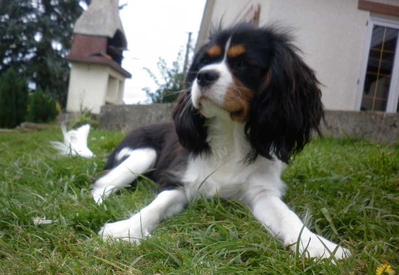 Publication : Des P'tits Loups D'emy Auteur : des p'tits loups d'emy