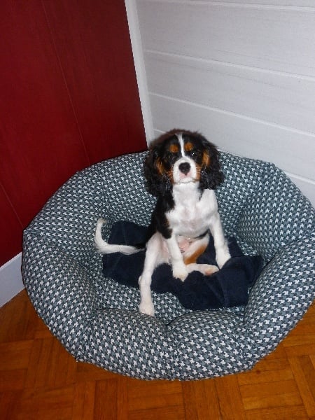 Publication : Des P'tits Loups D'emy Auteur : des p'tits loups d'emy