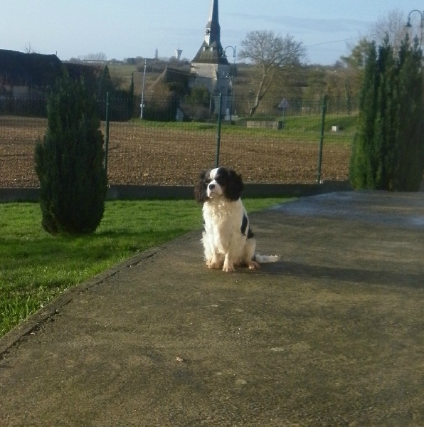 Publication : Des P'tits Loups D'emy Auteur : des p'tits loups d'emy