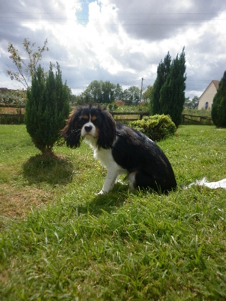 Publication : Des P'tits Loups D'emy Auteur : des p'tits loups d'emy