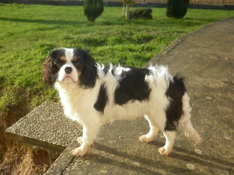 Publication : Des P'tits Loups D'emy Auteur : des p'tits loups d'emy