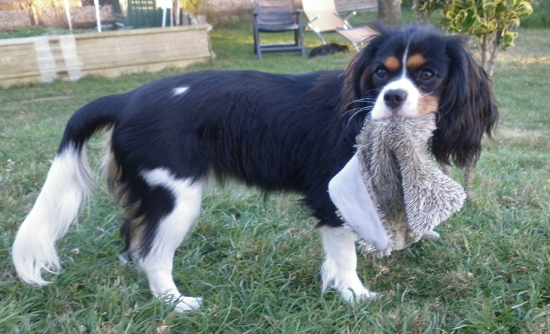 Publication : Des P'tits Loups D'emy Auteur : des p'tits loups d'emy