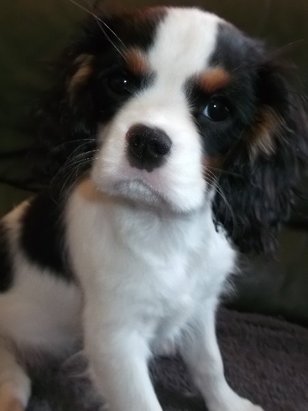 Publication : Des P'tits Loups D'emy Auteur : des p'tits loups d'emy