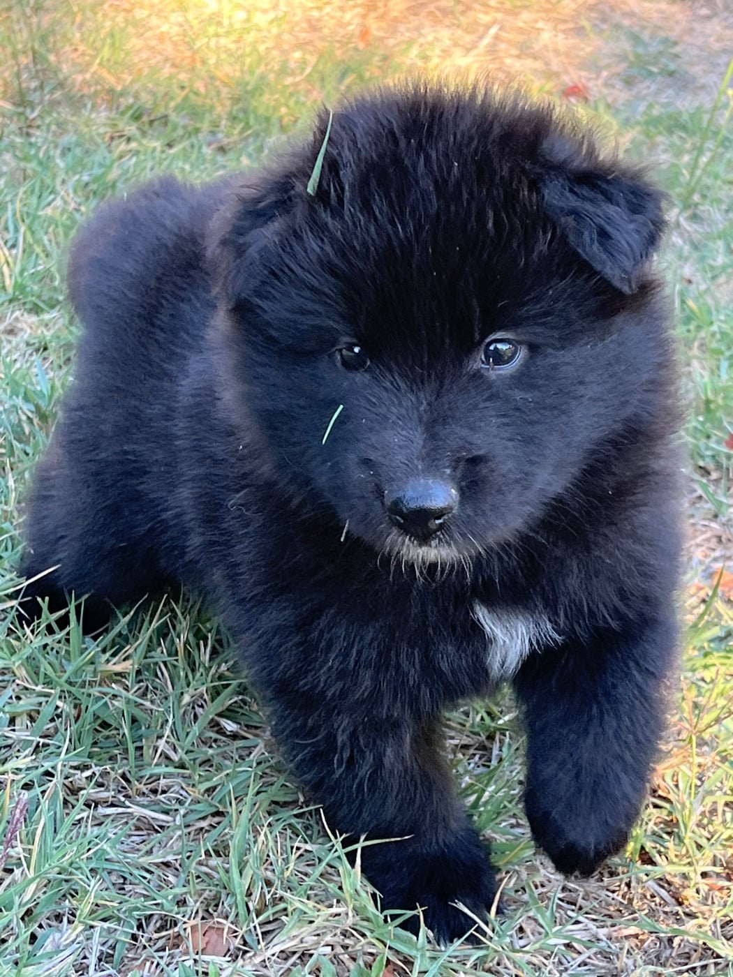 CHIOT 5 - Berger Belge