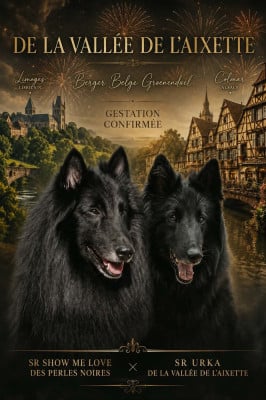 Les chiots de Berger Belge