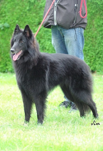 CH. Easy-love Du Perigord Vert - 1er EXC Meilleur Femelle CR