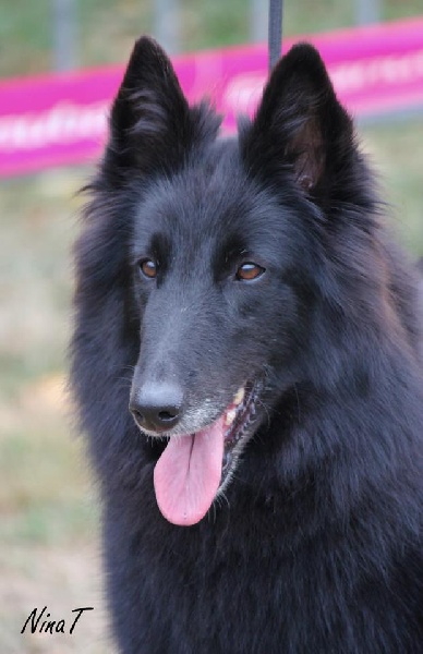 CH. Easy-love Du Perigord Vert - CAC CACIB Meilleur de Race