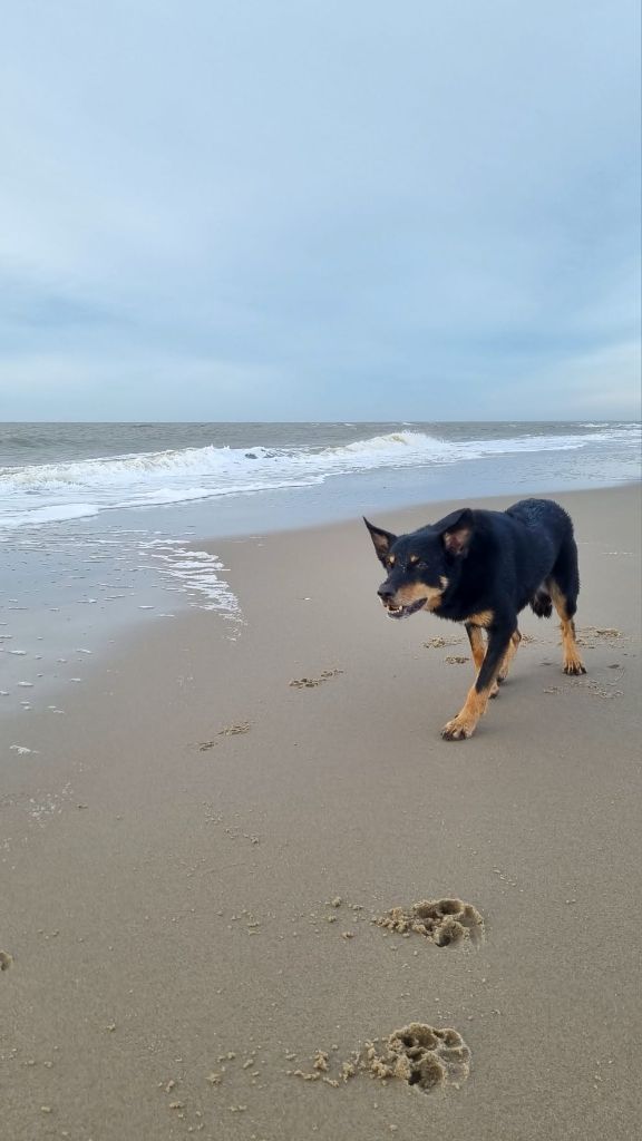 Publication : Ringarooma Auteur : sanne scholte