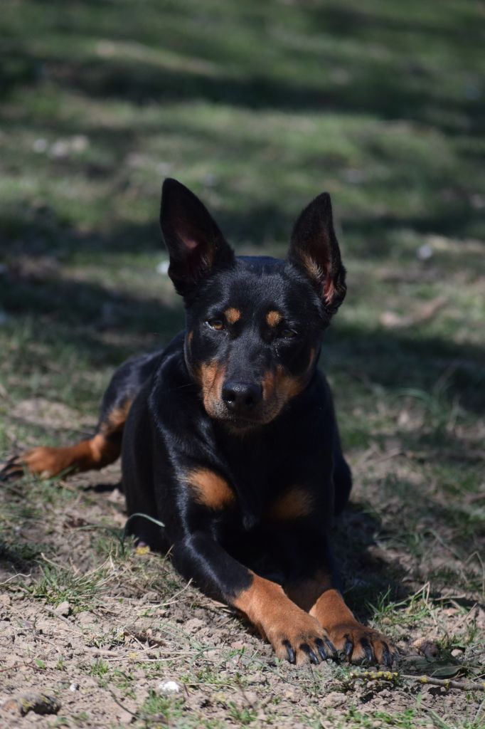 Wagtail's Fields Pretty kelpie