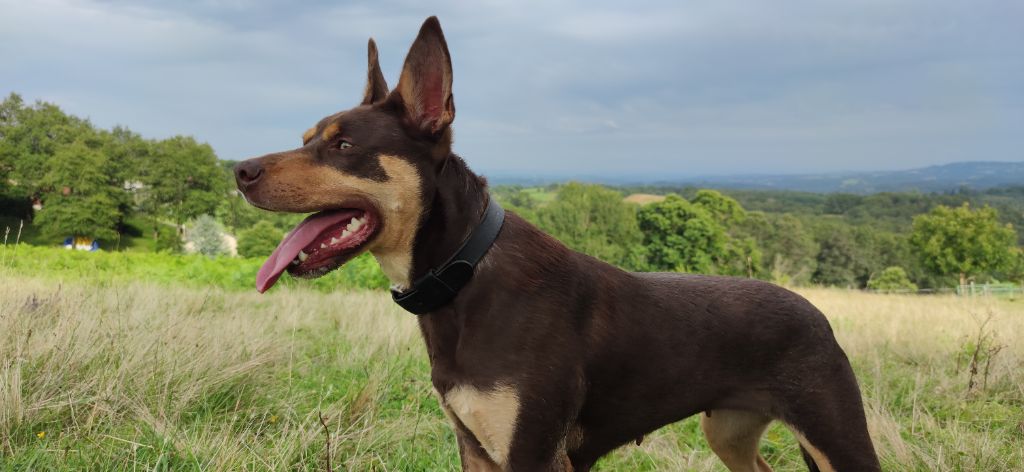 Ringarooma Oualie bay truffy skywalker