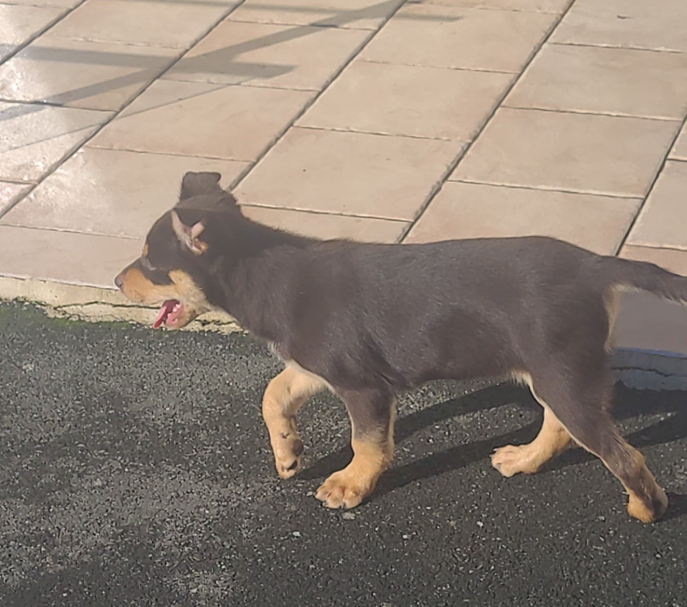 Ringarooma akira ace