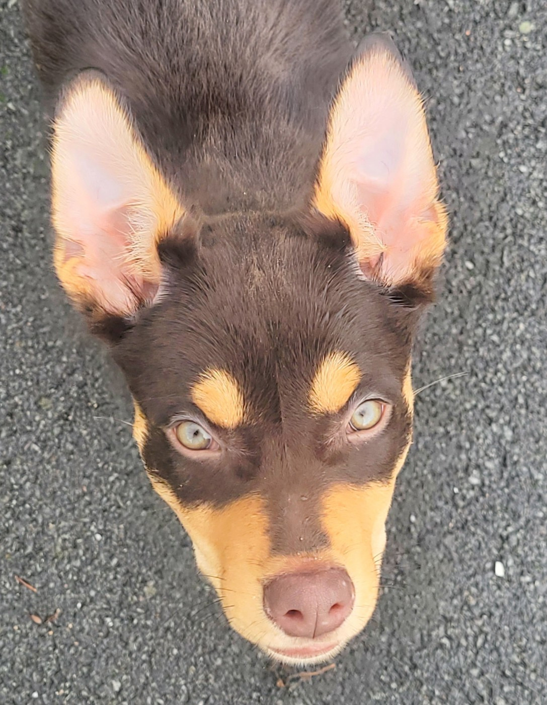 Ringarooma akira ace