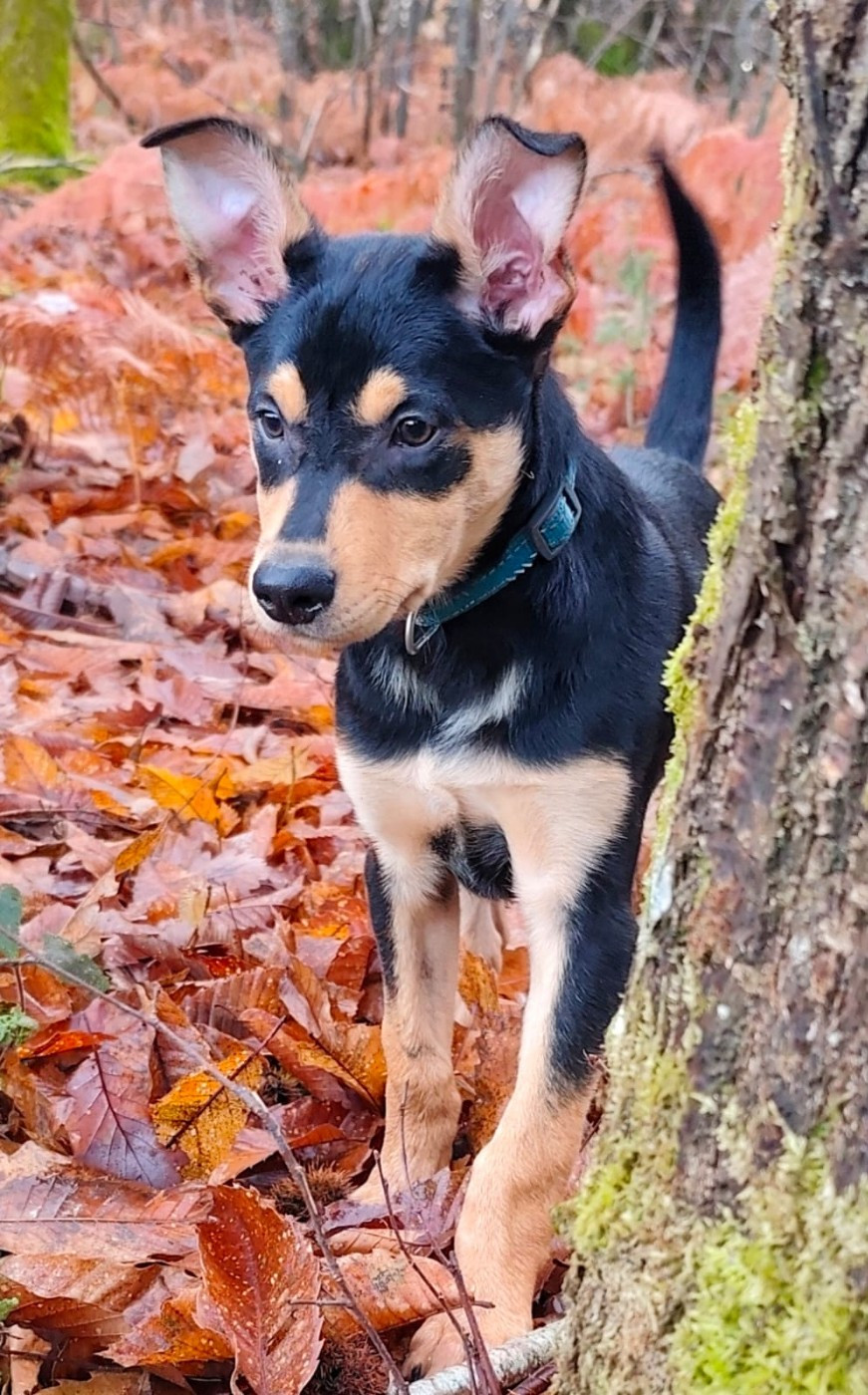 Ringarooma anakin skywalker