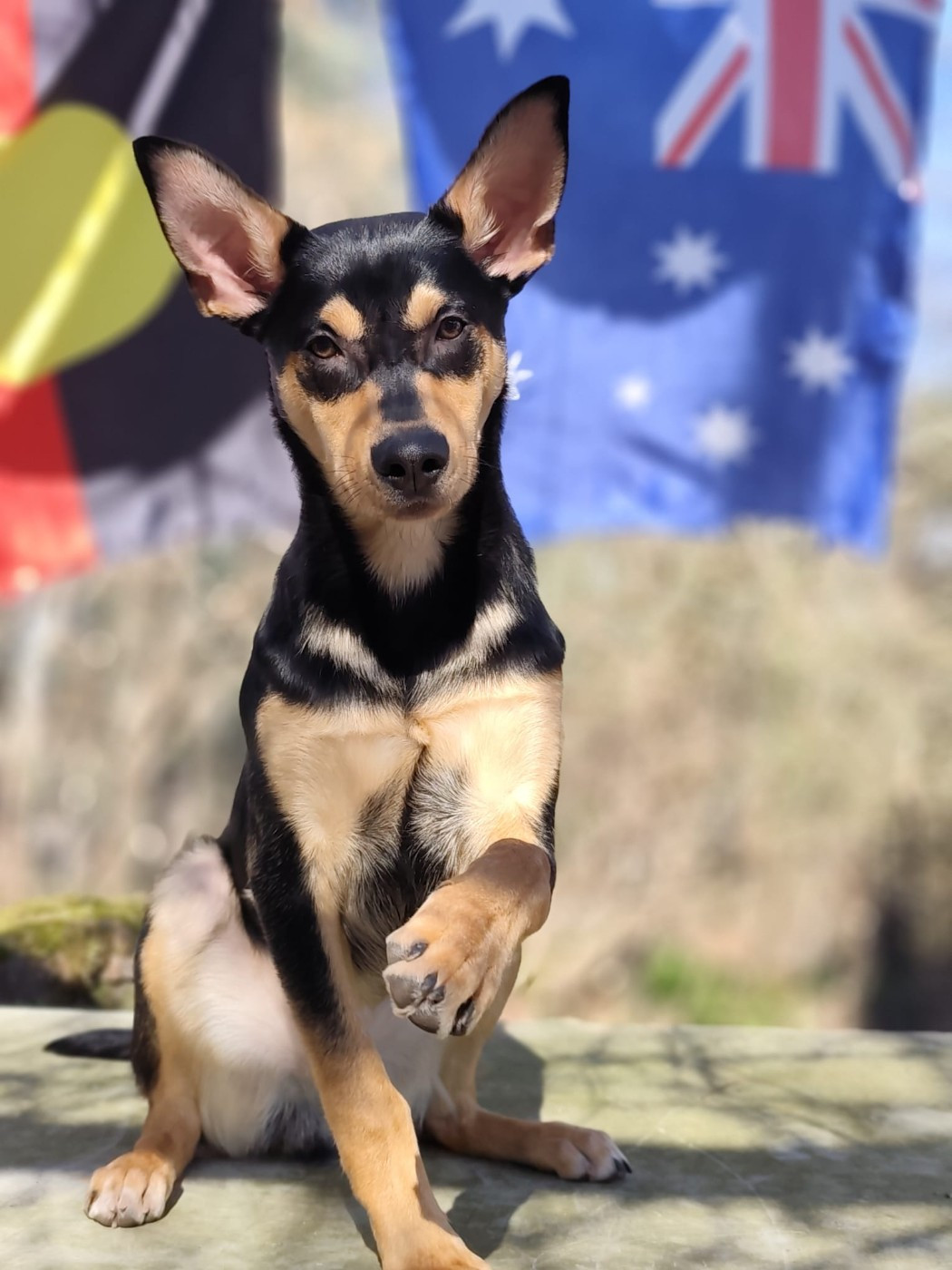 Ringarooma Anakin skywalker