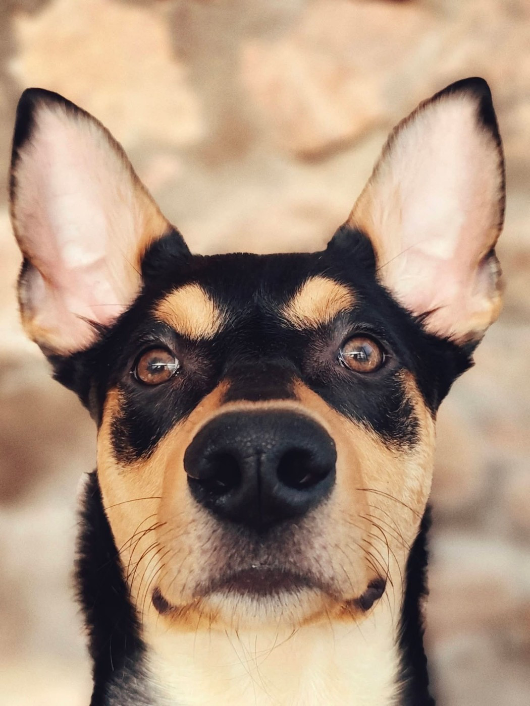 Ringarooma Anakin skywalker