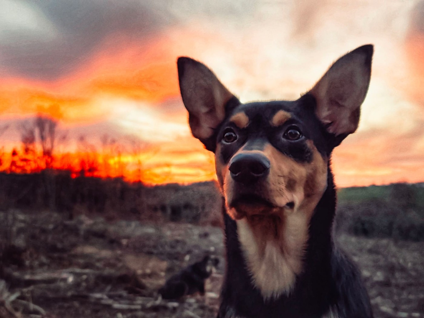 Ringarooma Anakin skywalker