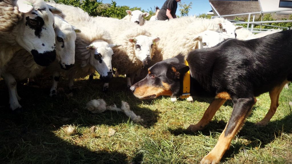 Publication : Ringarooma Auteur : sanne scholte