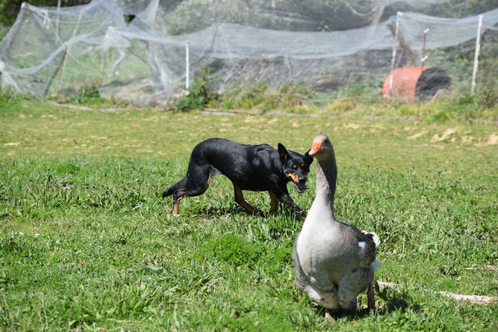 Wagtail's Fields Pretty kelpie