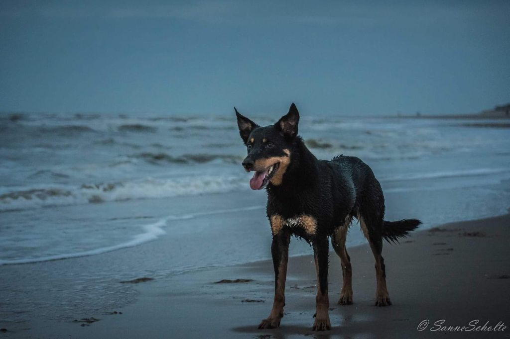 Publication : Ringarooma Auteur : sanne scholte