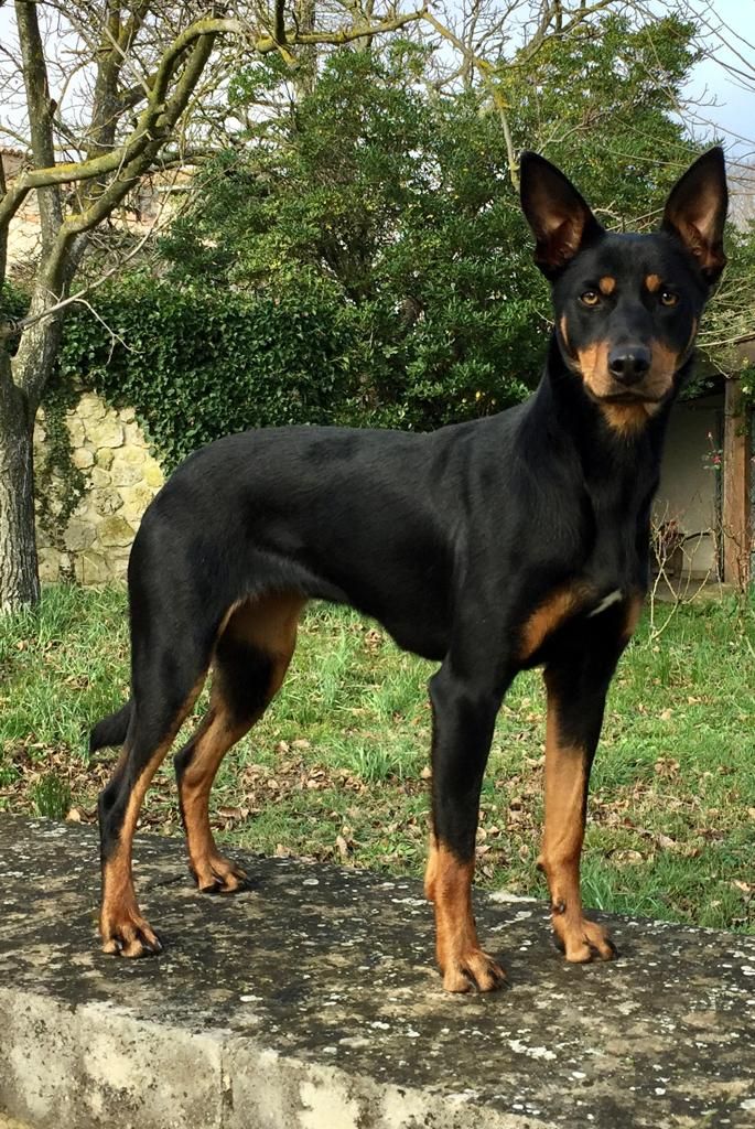 Wagtail's Fields Pretty kelpie
