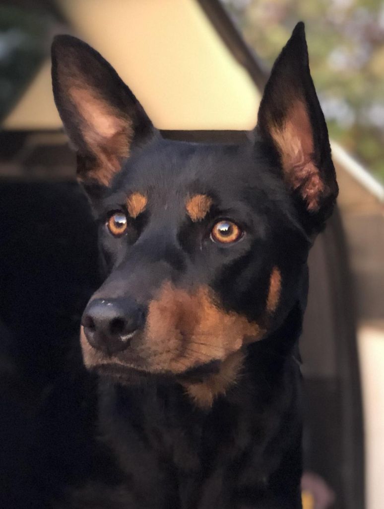 Wagtail's Fields Pretty kelpie