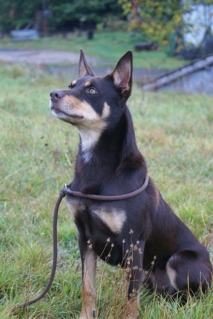 Publication : Ringarooma Auteur : ringarooma