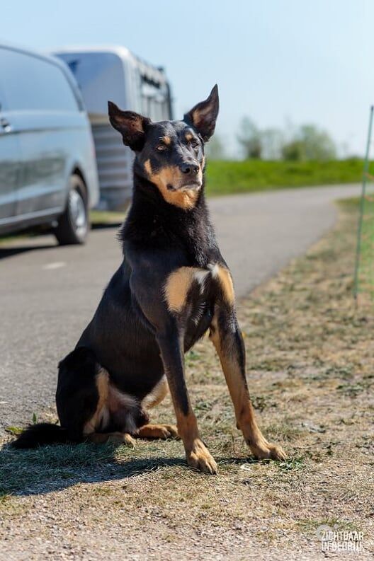 Publication : Ringarooma Auteur : sanne scholte