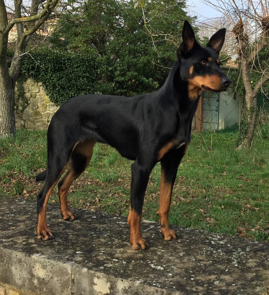 Wagtail's Fields Pretty kelpie