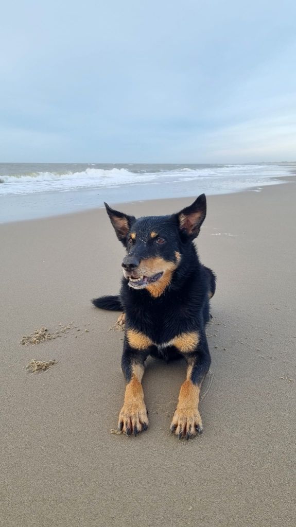 Publication : Ringarooma Auteur : sanne scholte