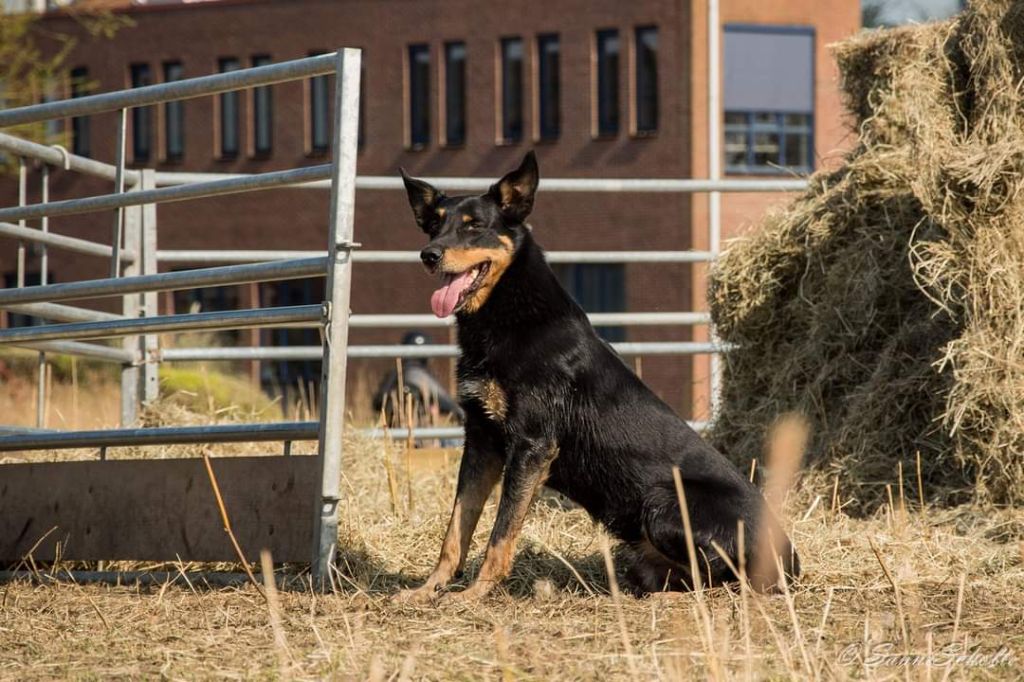 Publication : Ringarooma Auteur : sanne scholte