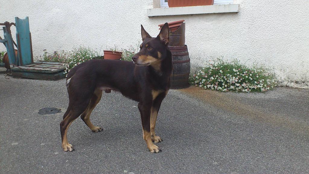 Publication : Ringarooma Auteur : ringarooma