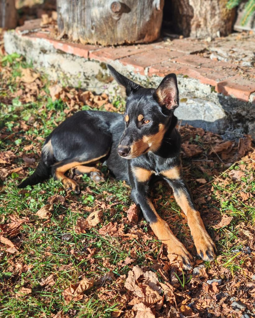 Ringarooma Arrow unaaq