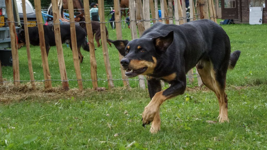 Publication : Ringarooma Auteur : sanne scholte