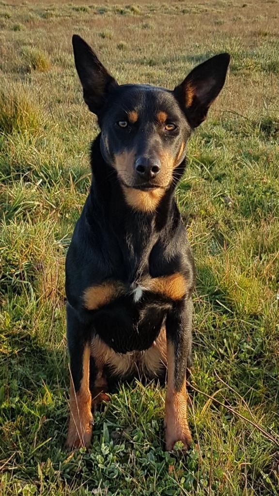 Wagtail's Fields Pretty kelpie