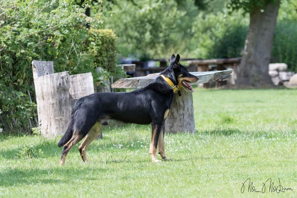 Publication : Ringarooma Auteur : sanne scholte