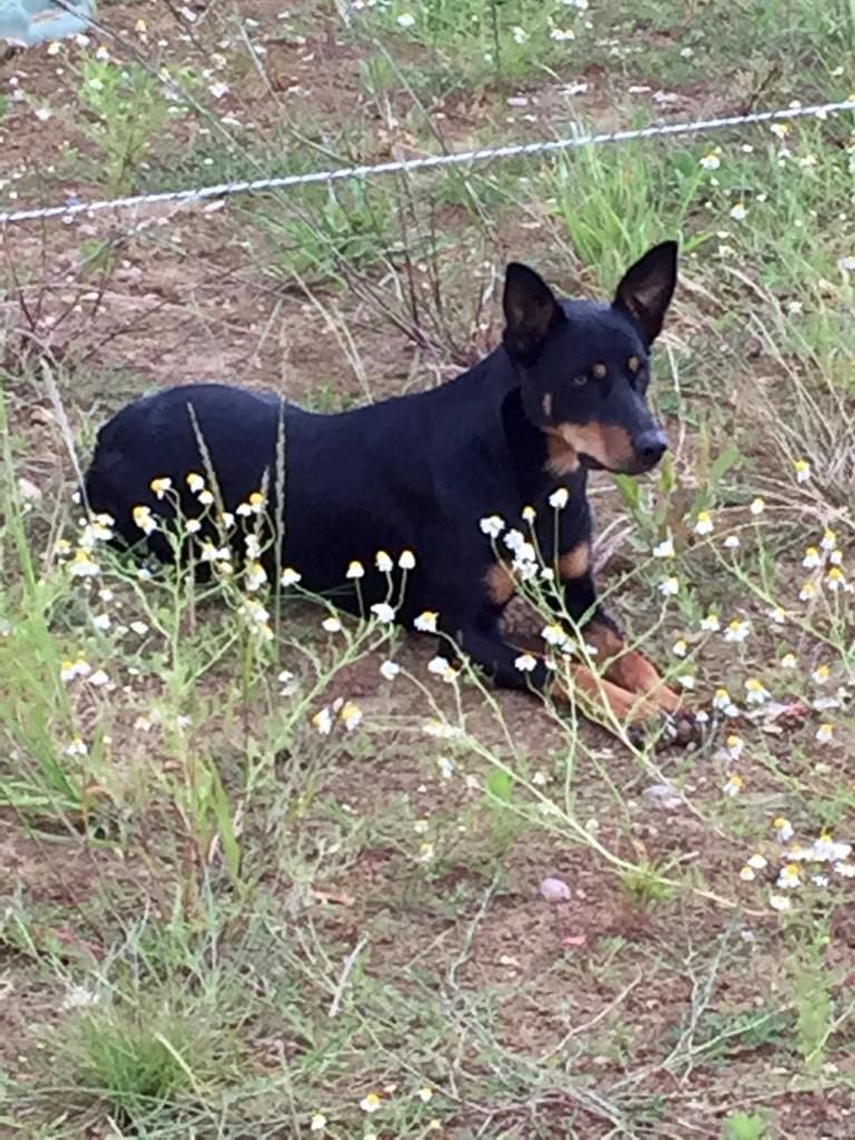 Wagtail's Fields Pretty kelpie