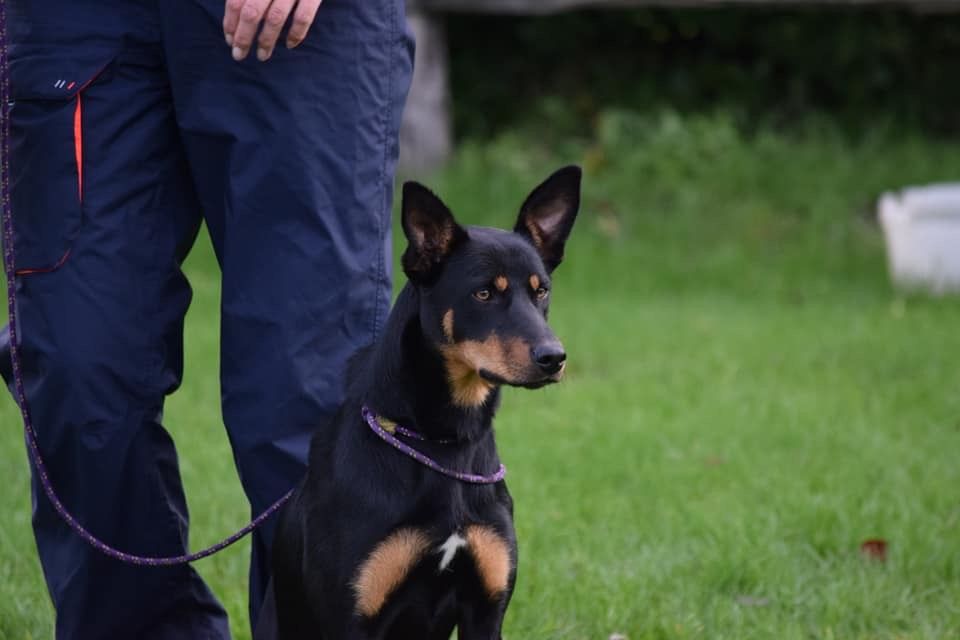 Wagtail's Fields Pretty kelpie