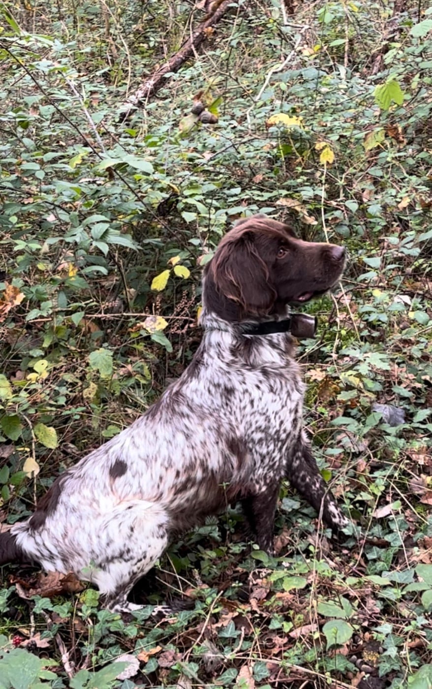 Publication : De La Ranche Du Chêne Auteur : H.BOTTON