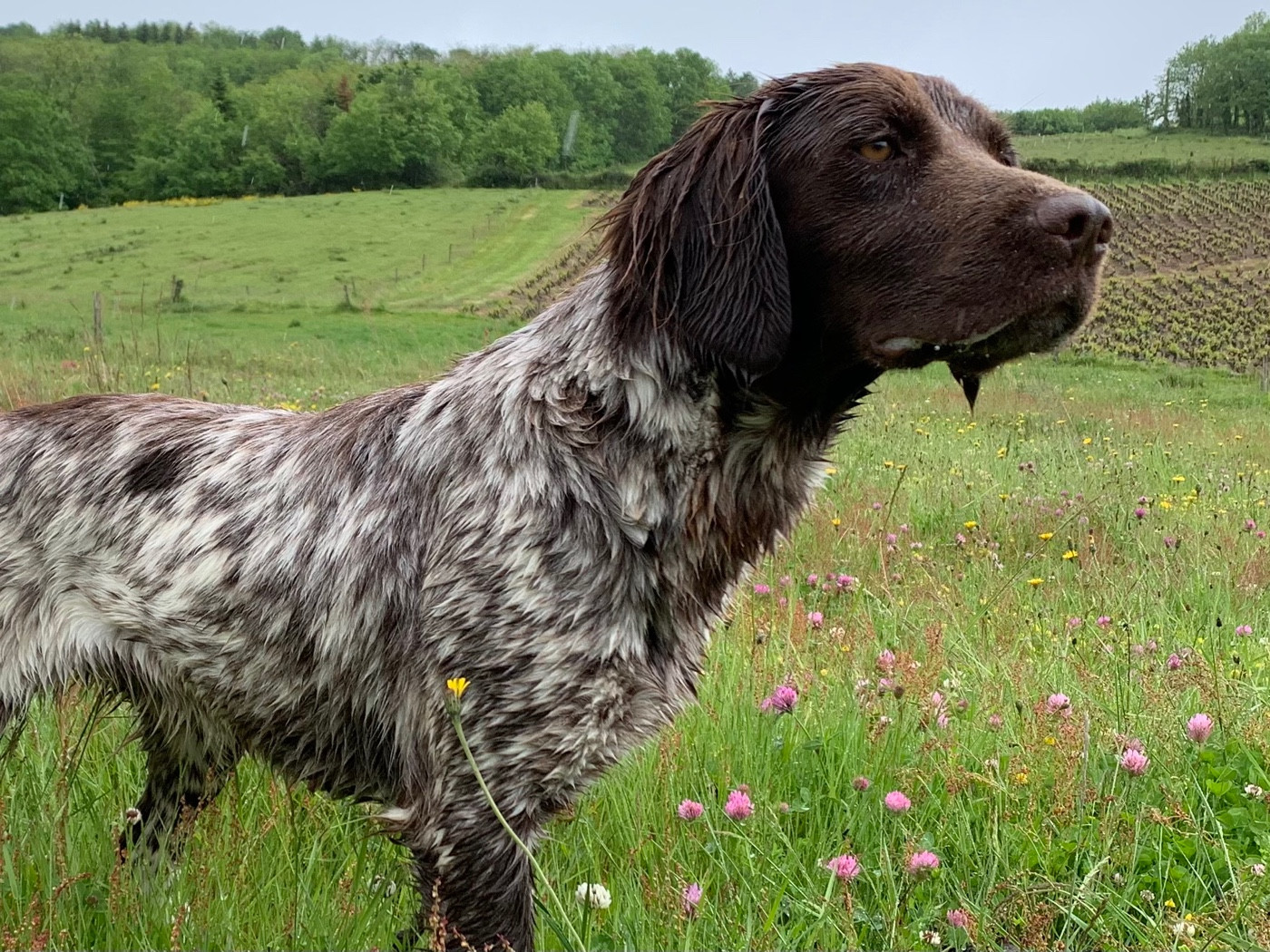 Publication : De La Ranche Du Chêne Auteur : H.BOTTON