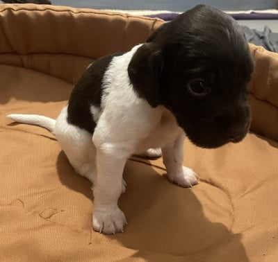 Les chiots de Petit Epagneul de Münster
