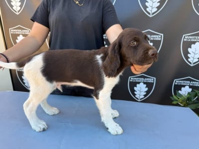 Les chiots de Petit Epagneul de Münster