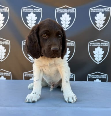 Les chiots de Petit Epagneul de Münster