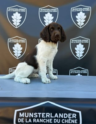 Les chiots de Petit Epagneul de Münster